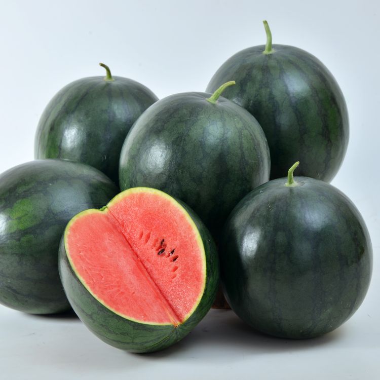 馬卡龍西瓜種苗